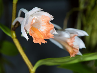 Dendrobium jaintianum