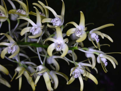 Dendrobium speciosum var. Curvicaule "Palmerstone"AM/AOS