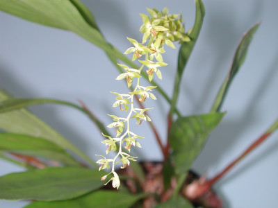 Dendrochilum cobbianum