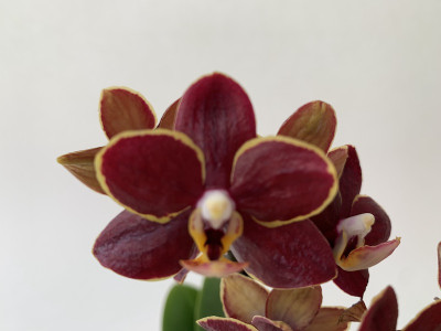 Doritaenopsis Esmee (2 Rispen)