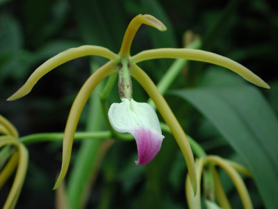 Encyclia brassavolae