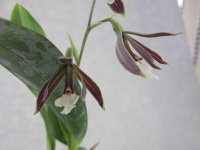 Encyclia campylostalix