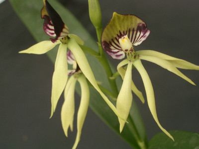 Encyclia Green Hornet (in Blüte / Knopse)