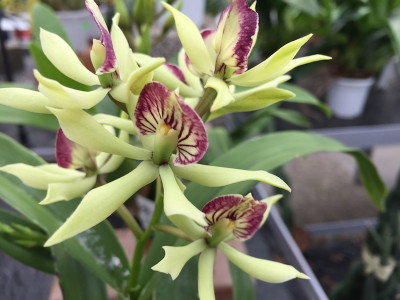 Encyclia Octopussy