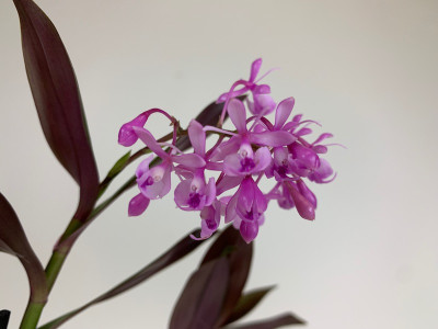 Epidendrum Anika