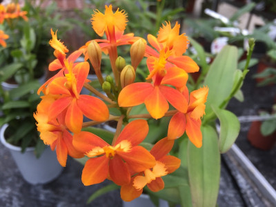 Epidendrum Ballerina 'Orange' (2-3 Rispen)