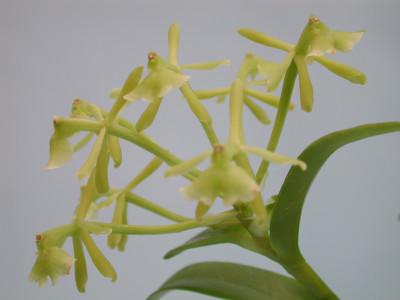 Epidendrom difforme (Jgpfl.)