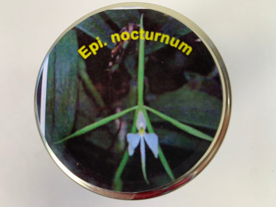 Epidendrum nocturnum (im sterilen Glas)