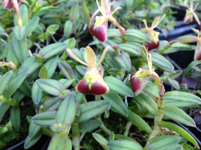 Epidendrum porpax (in Blüte/Knospe)