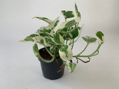 Epipremnum aureum 'NJOY'