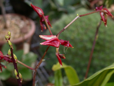 Gongora erecta 