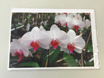 Grußkarte "Phalaenopsis-Blüte" (Klappkarte inkl. Umschlag)