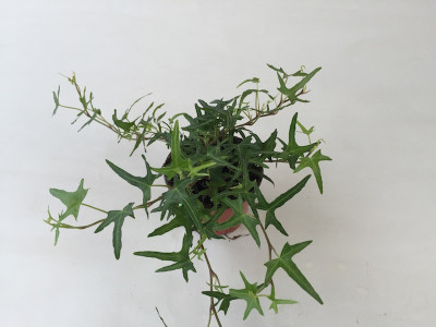 Hedera helix 'Sagittaefolia'