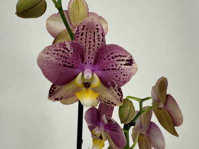 Phalaenopsis Flash (2 Rispen)