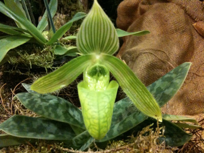 Paphiopedilum wardii 'album'