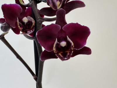 Phalaenopsis Black Angel (2 Rispen)