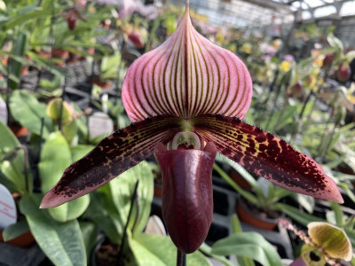 Paphiopedilum Vinicolor 'Schwarze Madonna' x P sukhakulii