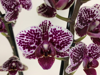 Phalaenopsis Sogo Mastermind (2 Rispen)