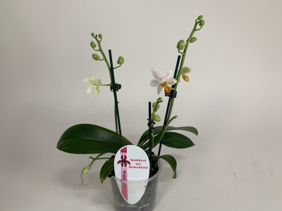 Phalaenopsis Minimark (2-3 Rispen)