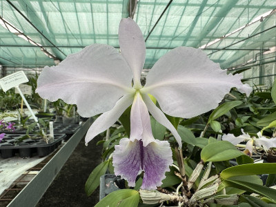 Cattleya labiata 'coerulea' (blühstark, frisch getopft)