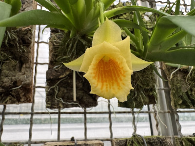 Plectrophora cultrifolia