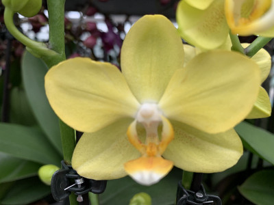 Phalaenopsis La Paz (2 Rispen)