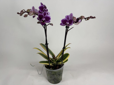 Phalaenopsis Hornglin Vicky 'variegata' (3-4 Rispen)