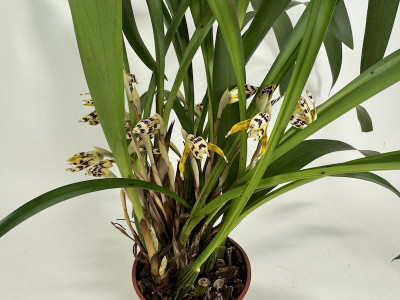 Maxillaria picta