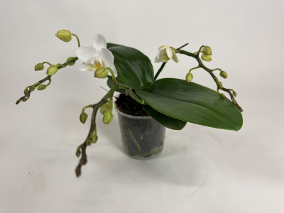 Phalaenopsis Nazare (2 Rispen)