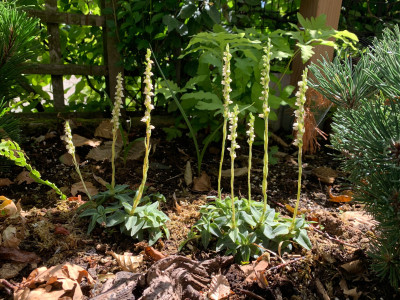 Goodyera repens (abgeblüht / pflanzbereit)