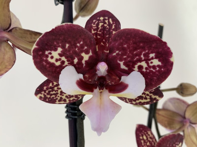Phalaenopsis Chocolate 'Kizz' (2 Rispen)