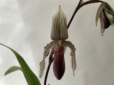 Paphiopedilum curtisii x rothschildianum