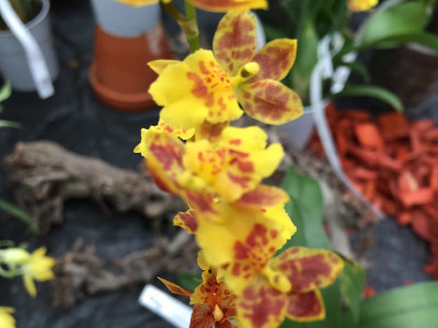 Howeara Chian Tzy Lovely 'Golden Bug' (1 Rispe)