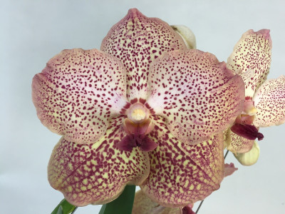 Vanda Sandy Spots