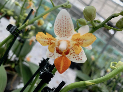 Phalaenopsis Minimark 'Peloric' (1 Rispe)