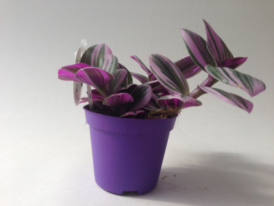 Tradescantia Nanouk