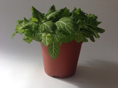 Fittonia Lemon Green