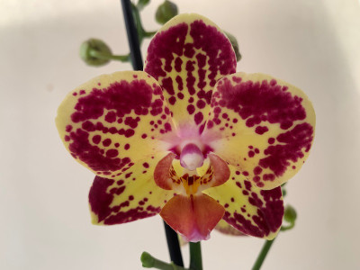 Phalaenopsis Pocahontas (2 Rispen)