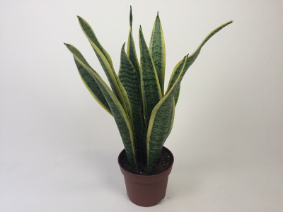 Sanseveria trifasciata 'Laurentii' (12 cm Topf)