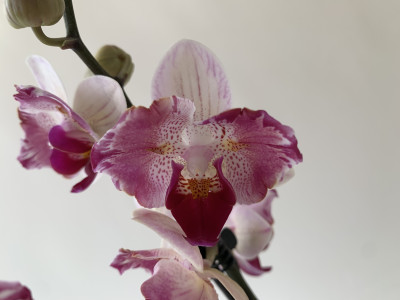 Phalaenopsis Crazy Daisy 'Peloric' (1 Rispe)