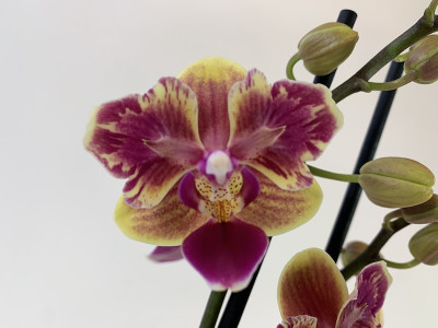 Doritaenopsis Tess 'Peloric' (2 Rispen)