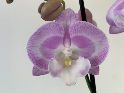 Phalaenopsis Prince Ivanhoe 'Big Lip' (2 Rispen)