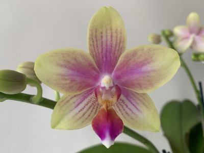Phalaenopsis Biondoro