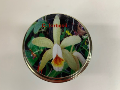 Cattleya forbesii (im sterilen Glas)