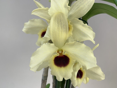 Dendrobium Sunny Bird (2 Rispen)