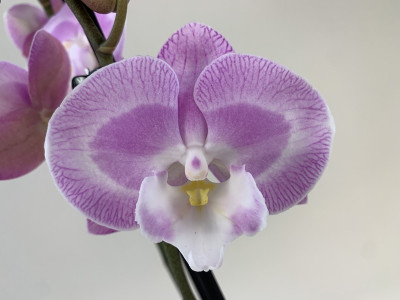 Phalaenopsis Sexy Pink 'Big Lip' (2 Rispen)