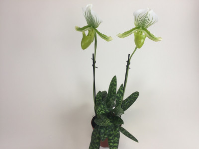 Paphiopedilum Maudiae (2 Stiele)