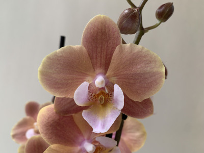 Phalanopsis Caramel Cream (2 Rispen)