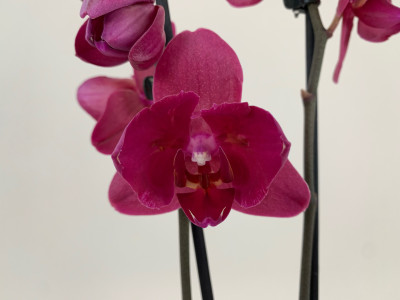 Phalaenopsis Parvarotti 'Peloric' (2 Rispen)