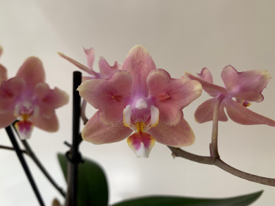 Phalaenopsis Odorion 'Peloric' (2 Rispen)